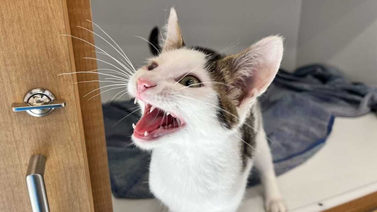 AL - Domestic Shorthair available for adoption