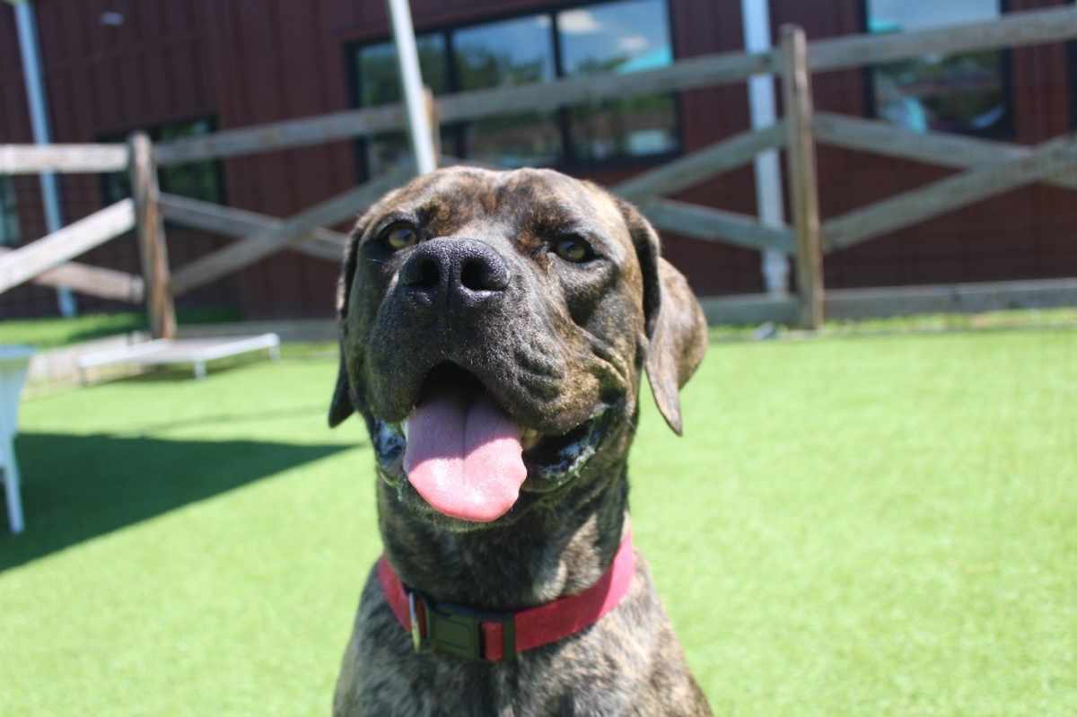GADGI - Cane Corso available for adoption
