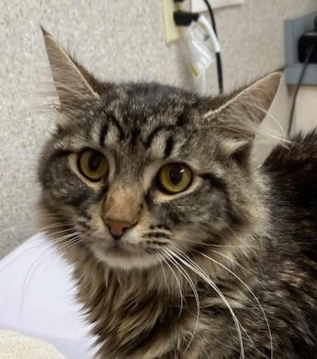 BUTTIE - Domestic Longhair available for adoption