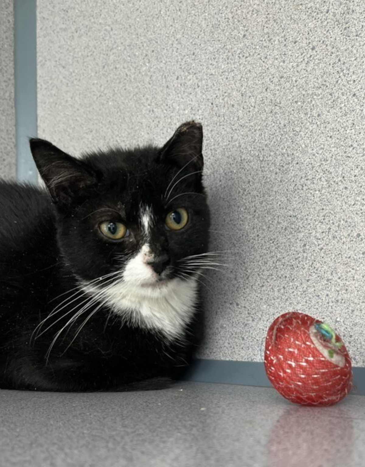 ADA - Domestic Shorthair available for adoption
