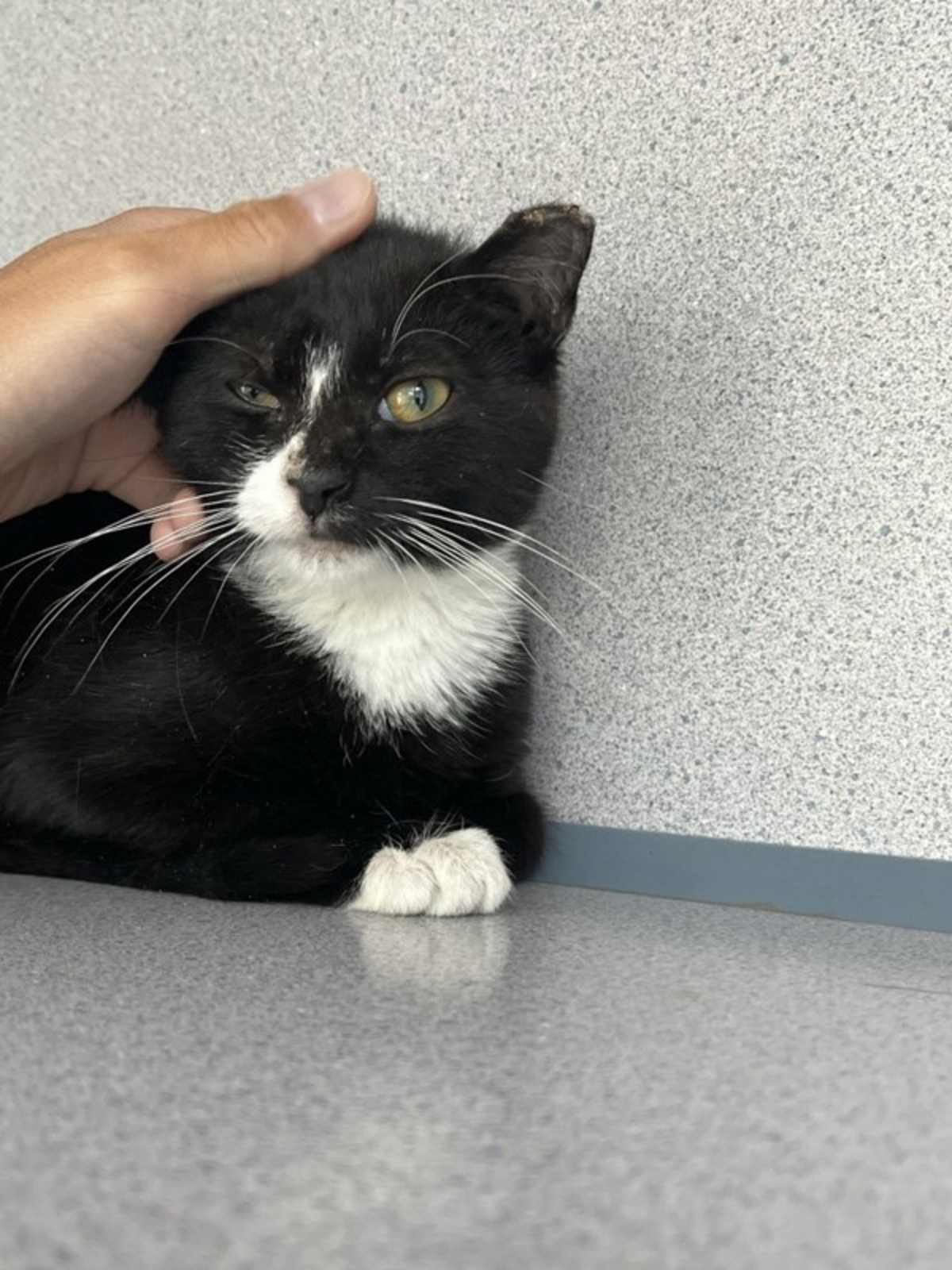 ADA - Domestic Shorthair available for adoption