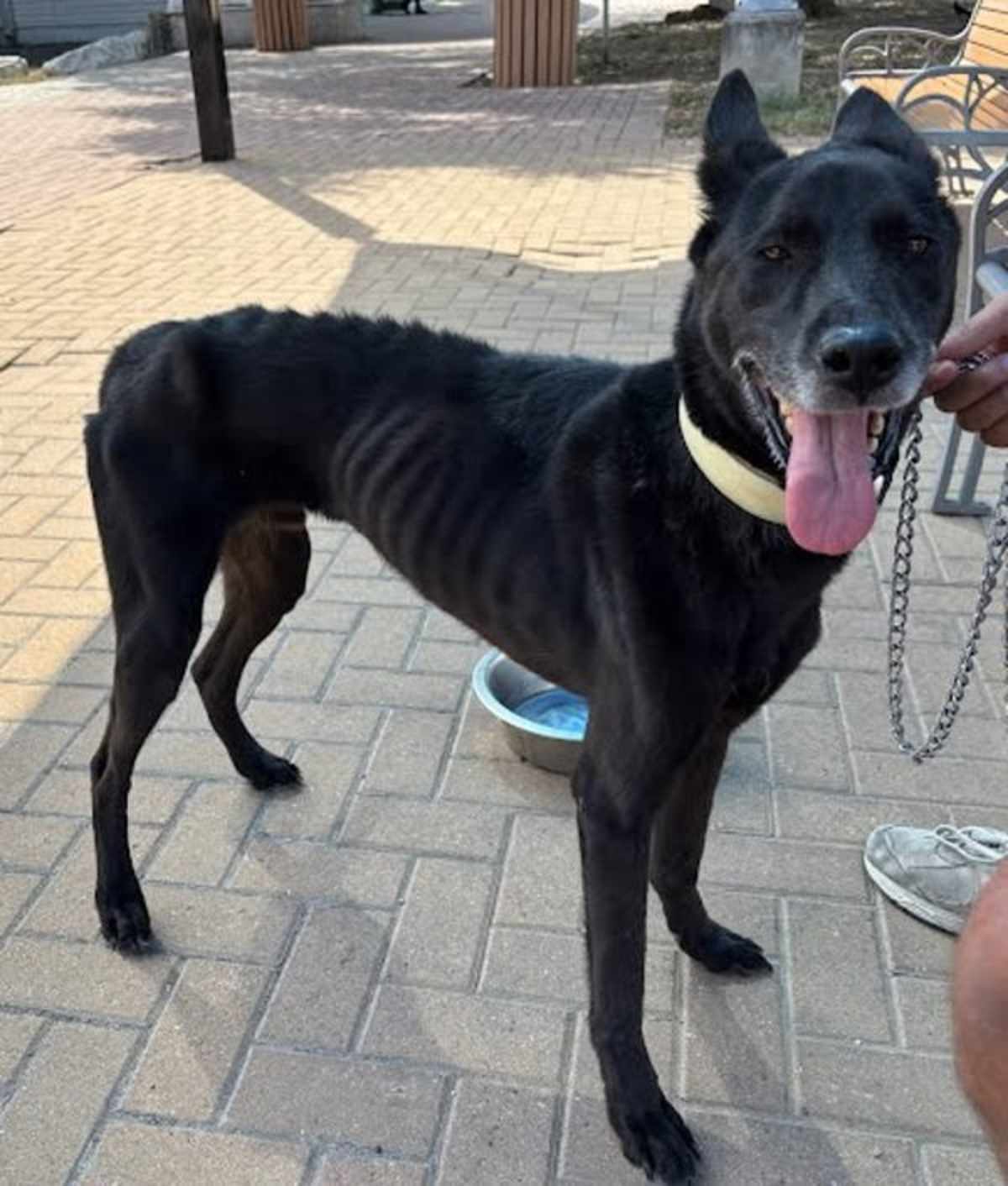 LOKI - Dutch Shepherd for adoption in Round Rock