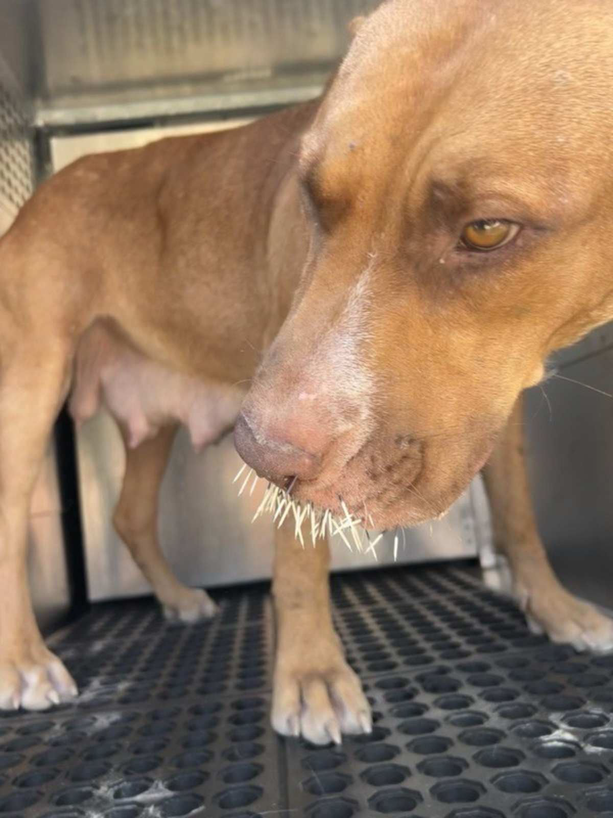 RHEA - Labrador Retriever / American Pit Bull Terrier for adoption in Round Rock