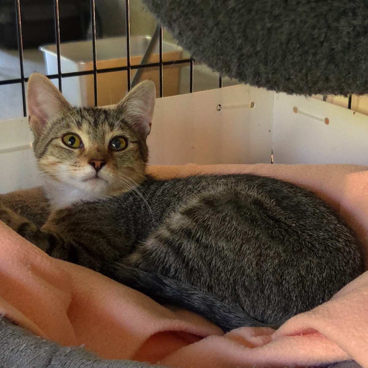 TATER - Domestic Shorthair available for adoption