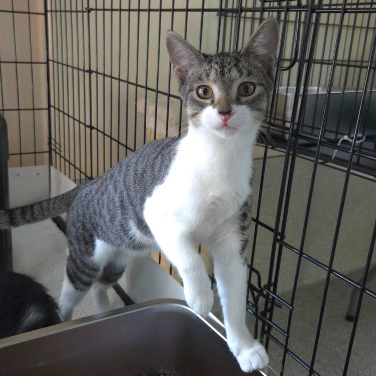 TIPPY - Domestic Shorthair available for adoption