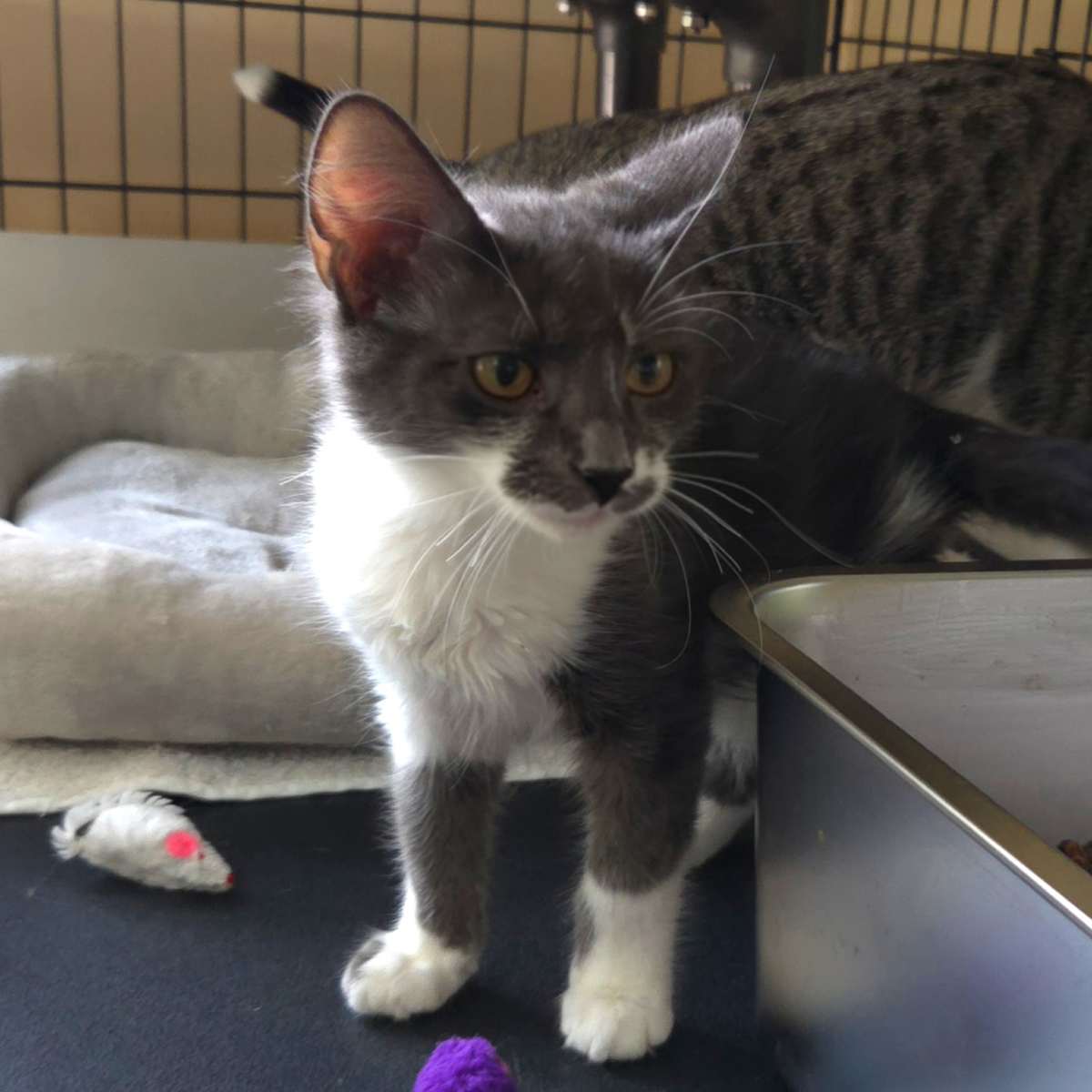 PUFFIN - Domestic Mediumhair available for adoption