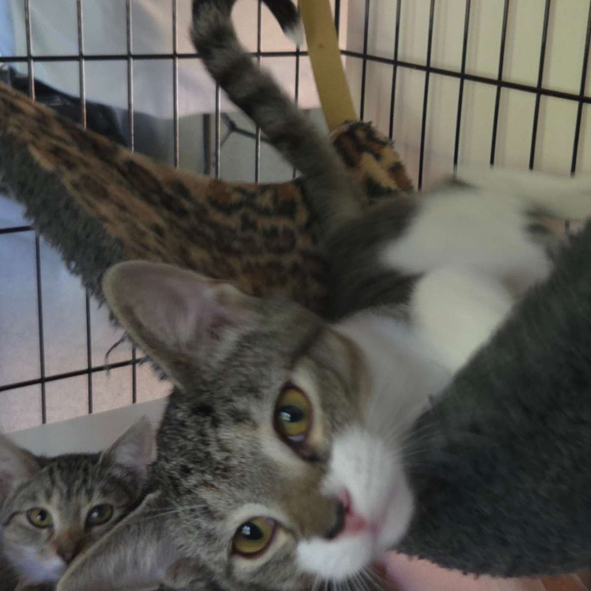 TIPPY - Domestic Shorthair available for adoption