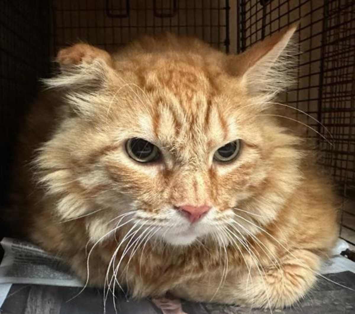 RAJA - Domestic Mediumhair for adoption in Round Rock