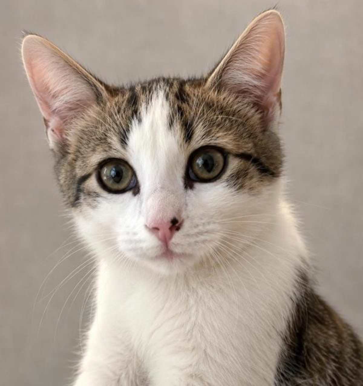 UNNAMED - Domestic Mediumhair for adoption in Round Rock