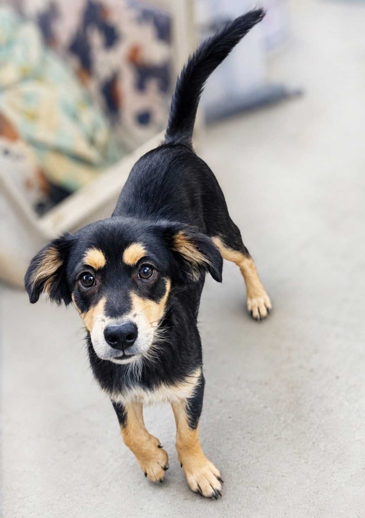 HUNTER - Black and Tan Coonhound available for adoption
