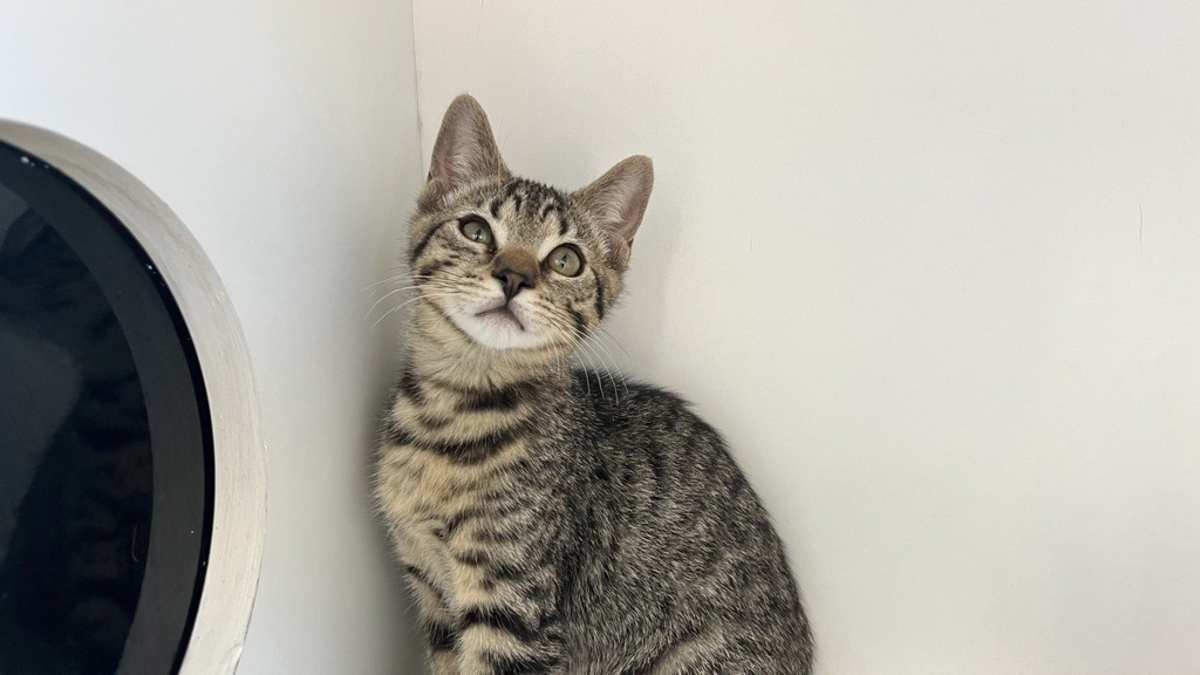 CHEECH - Domestic Shorthair available for adoption