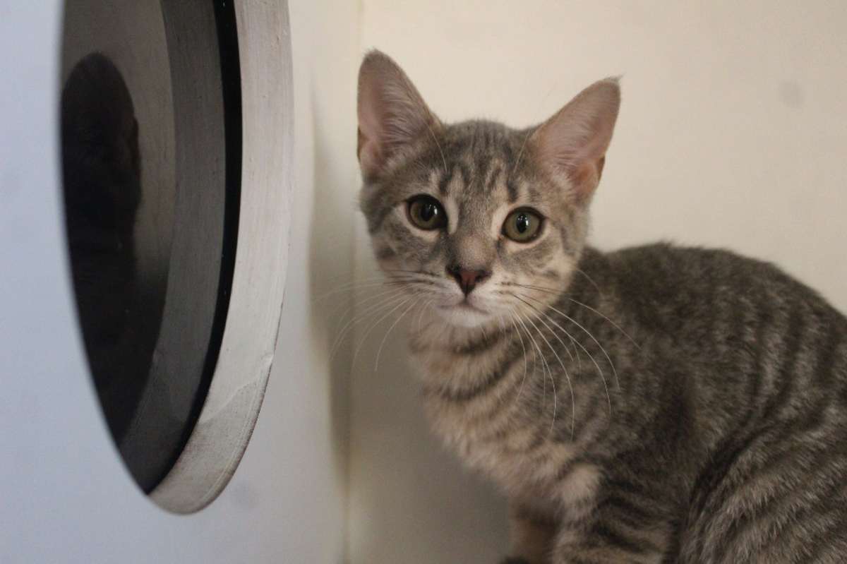 CHONG - Domestic Shorthair available for adoption