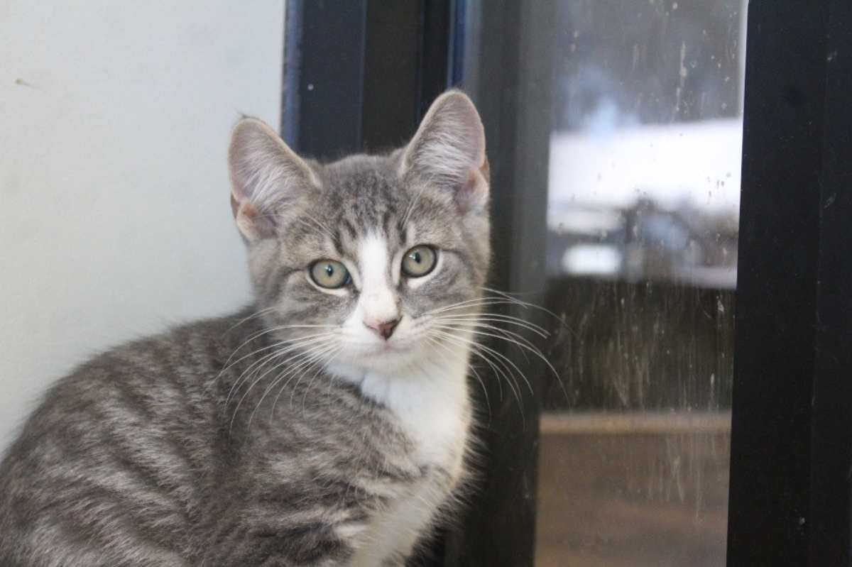 GHASTLY - Domestic Shorthair available for adoption