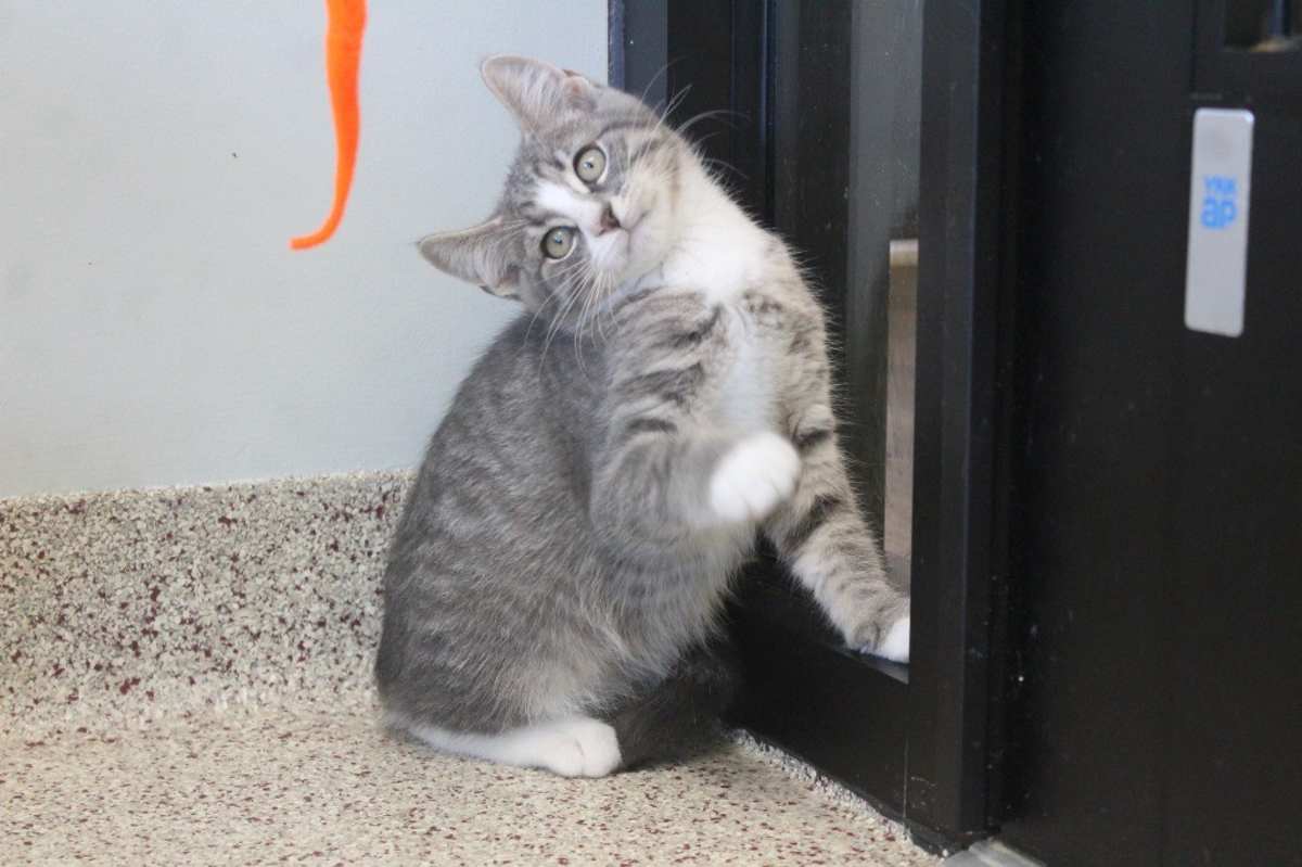 GHASTLY - Domestic Shorthair available for adoption