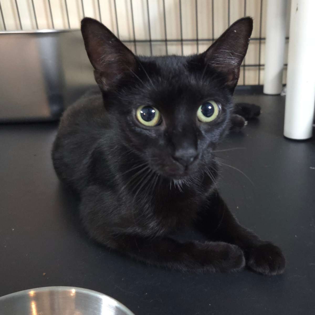 WILLOW - Domestic Shorthair available for adoption