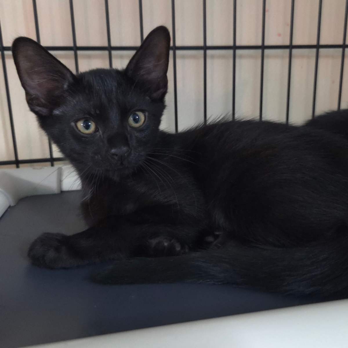 WINSTON - Domestic Shorthair available for adoption