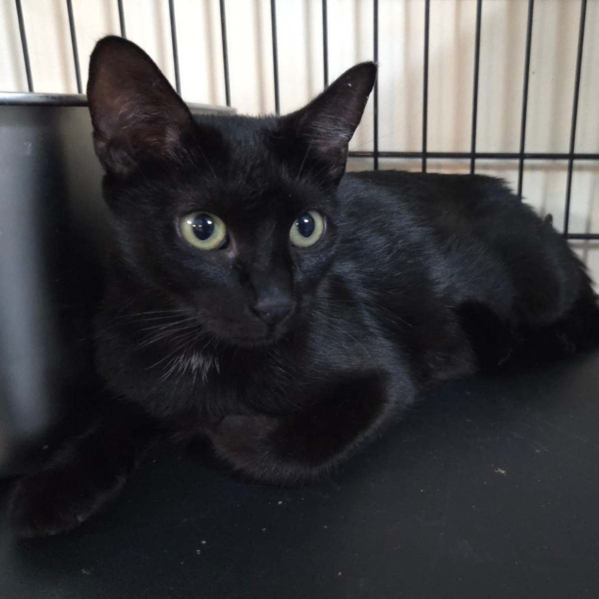 WILLOW - Domestic Shorthair available for adoption