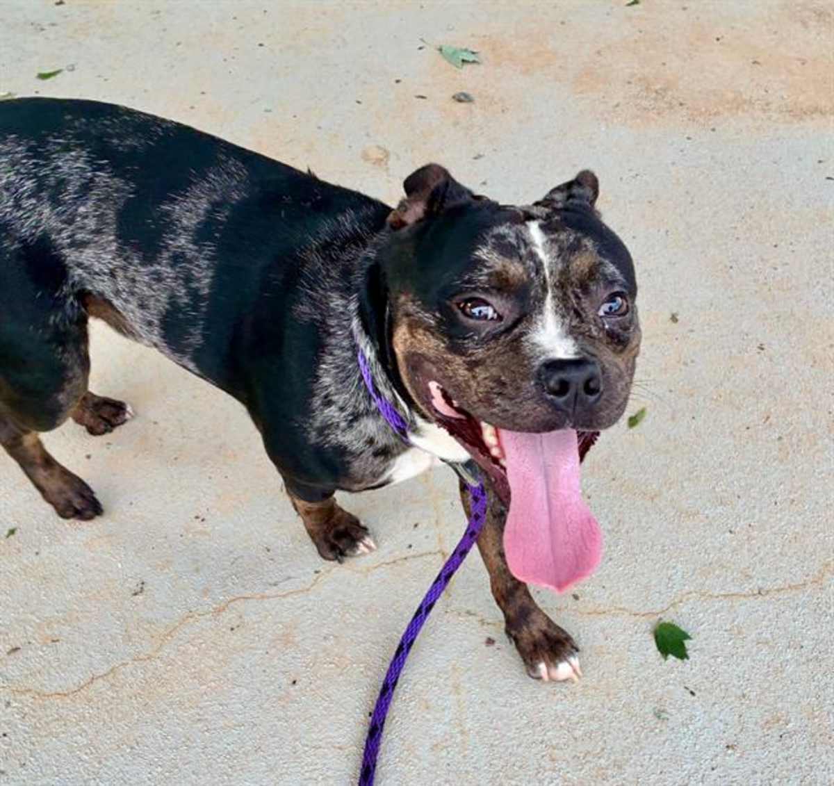 MILO - American Staffordshire Terrier available for adoption