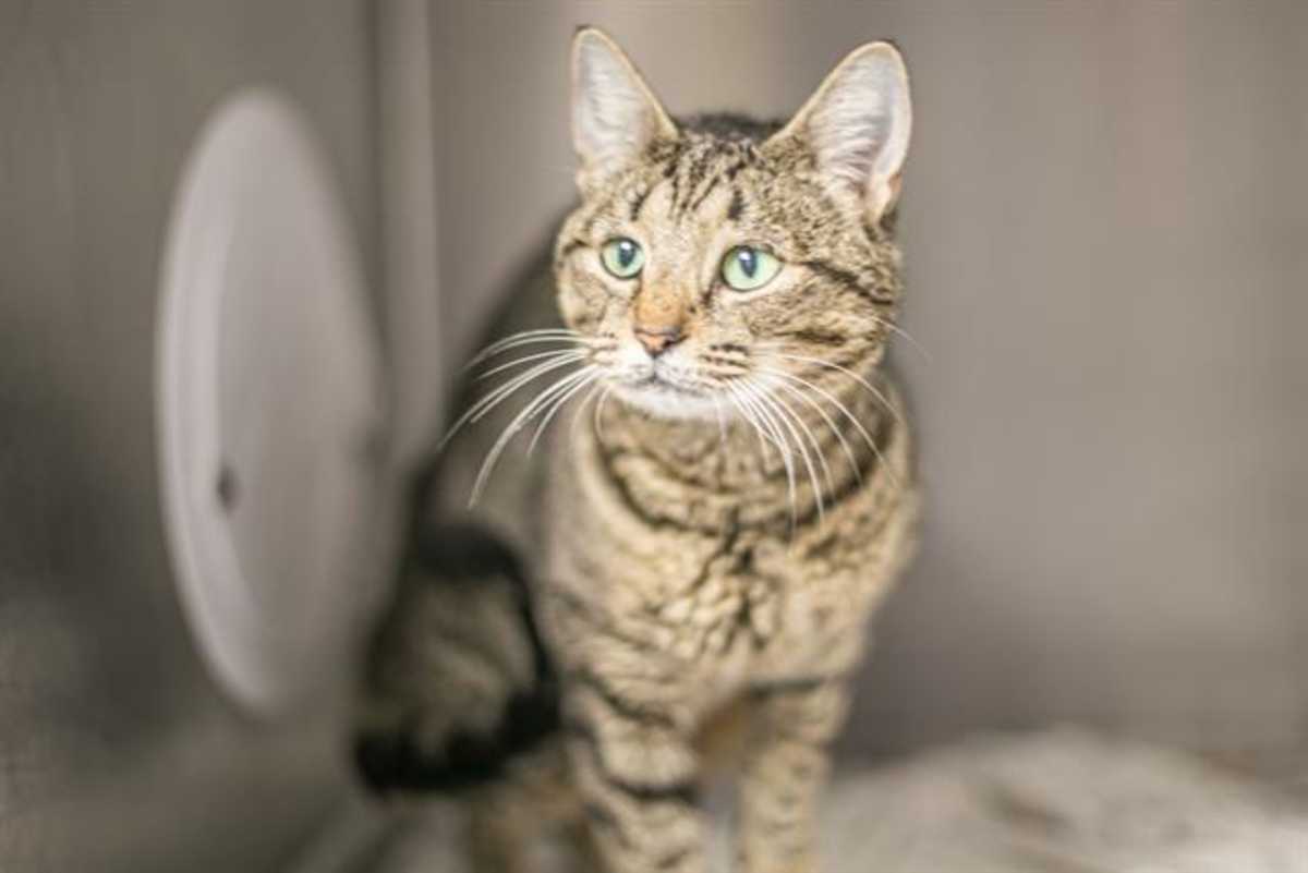 TIZZY - Domestic Longhair available for adoption