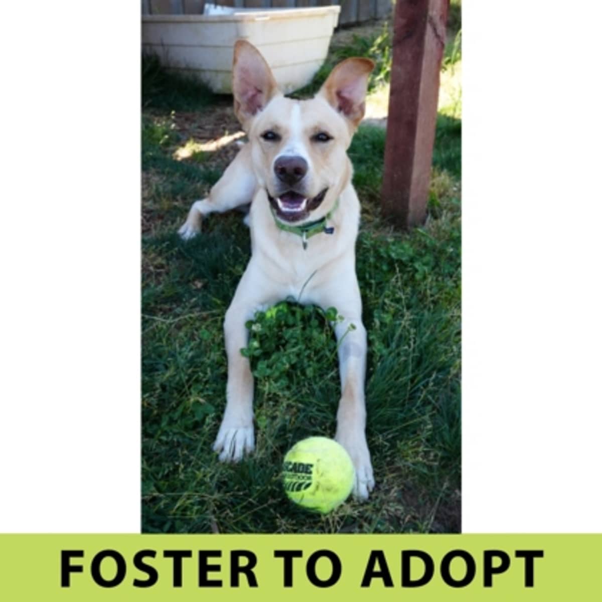 APOLLO - Mixed Breed (Medium) available for adoption