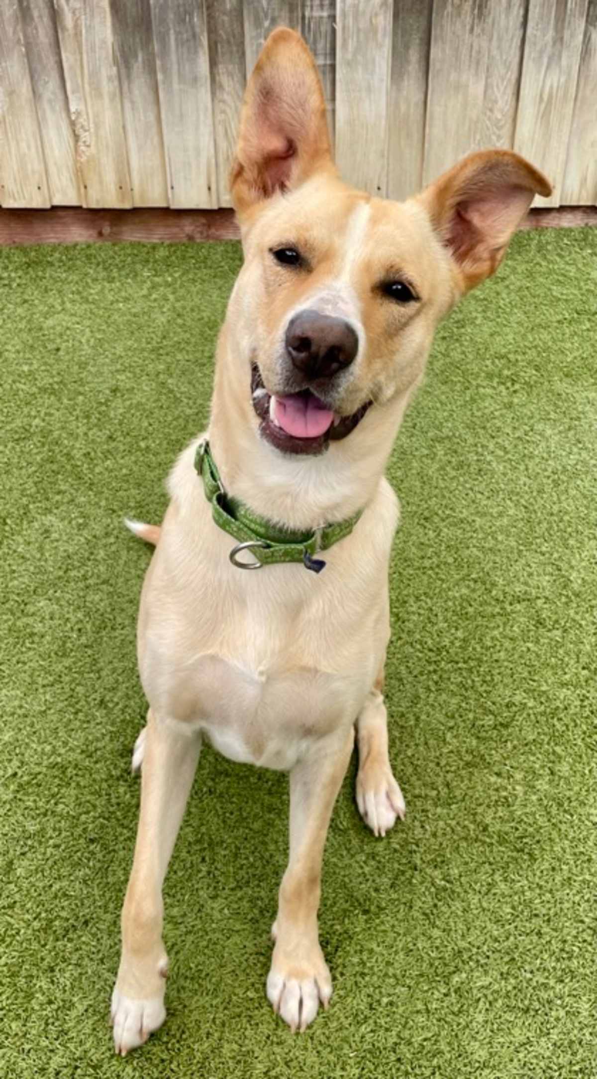 APOLLO - Mixed Breed (Medium) available for adoption