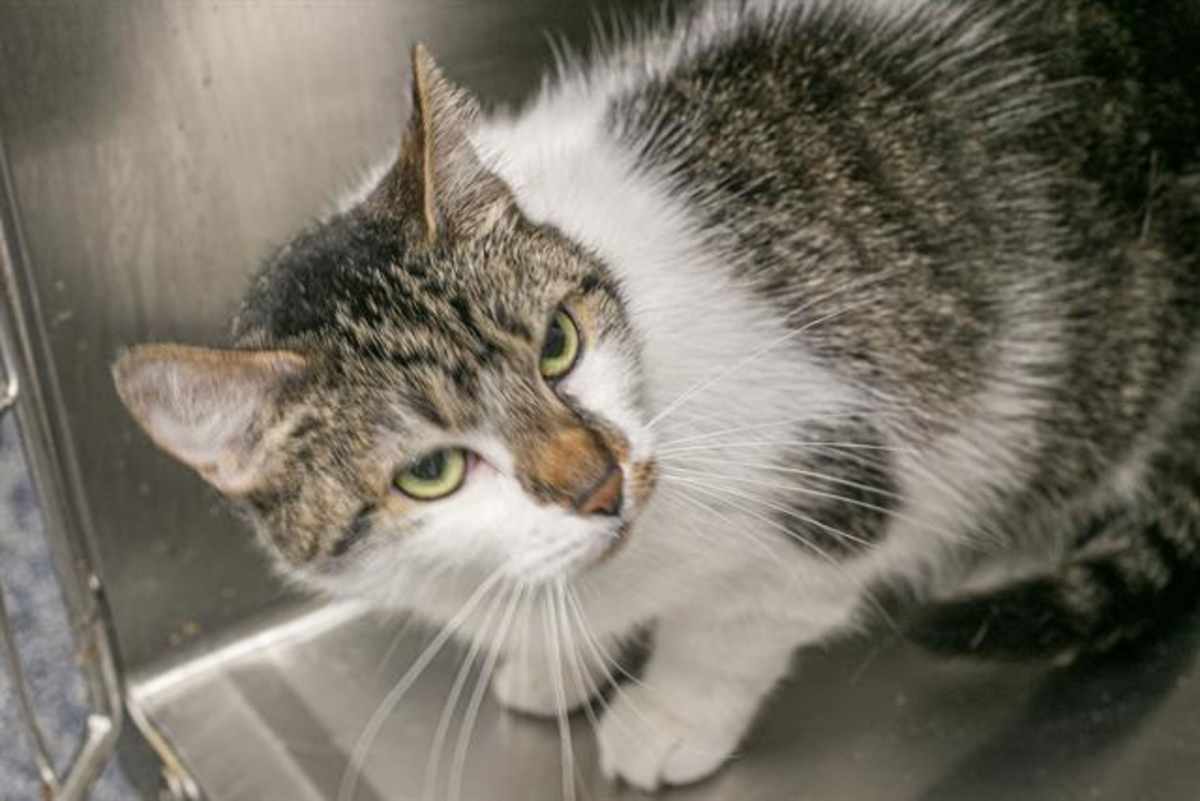 TUNA - Domestic Shorthair available for adoption