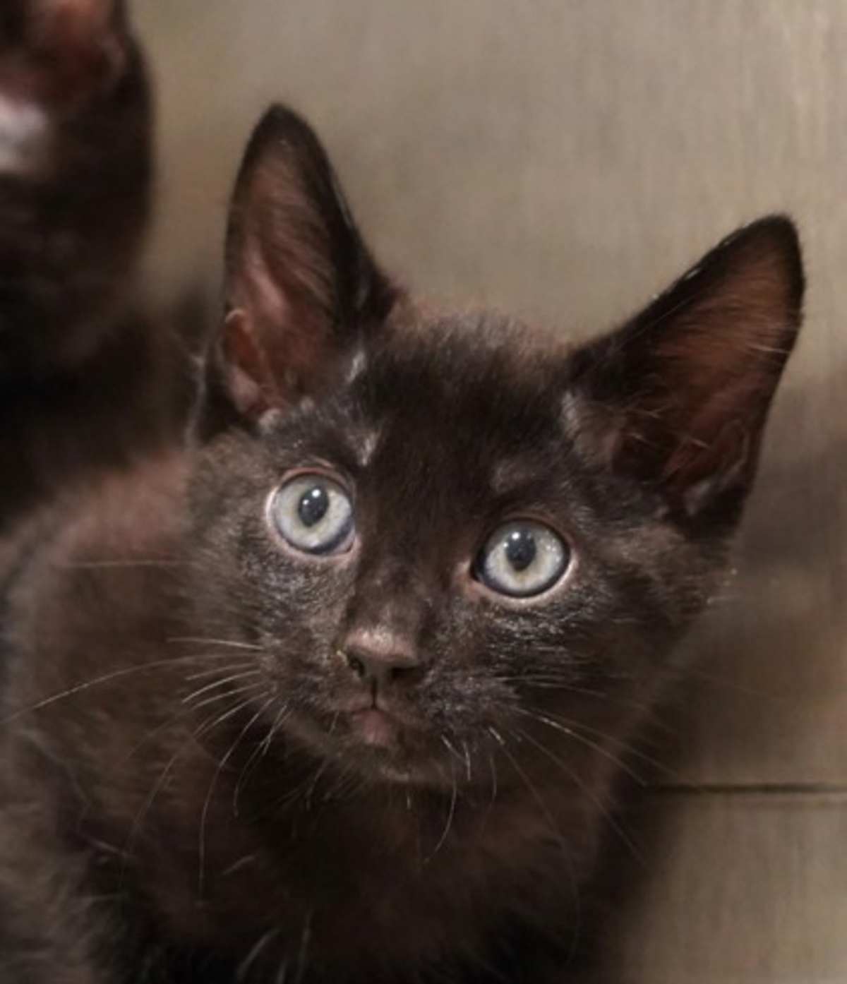 CYRUS - Domestic Shorthair available for adoption