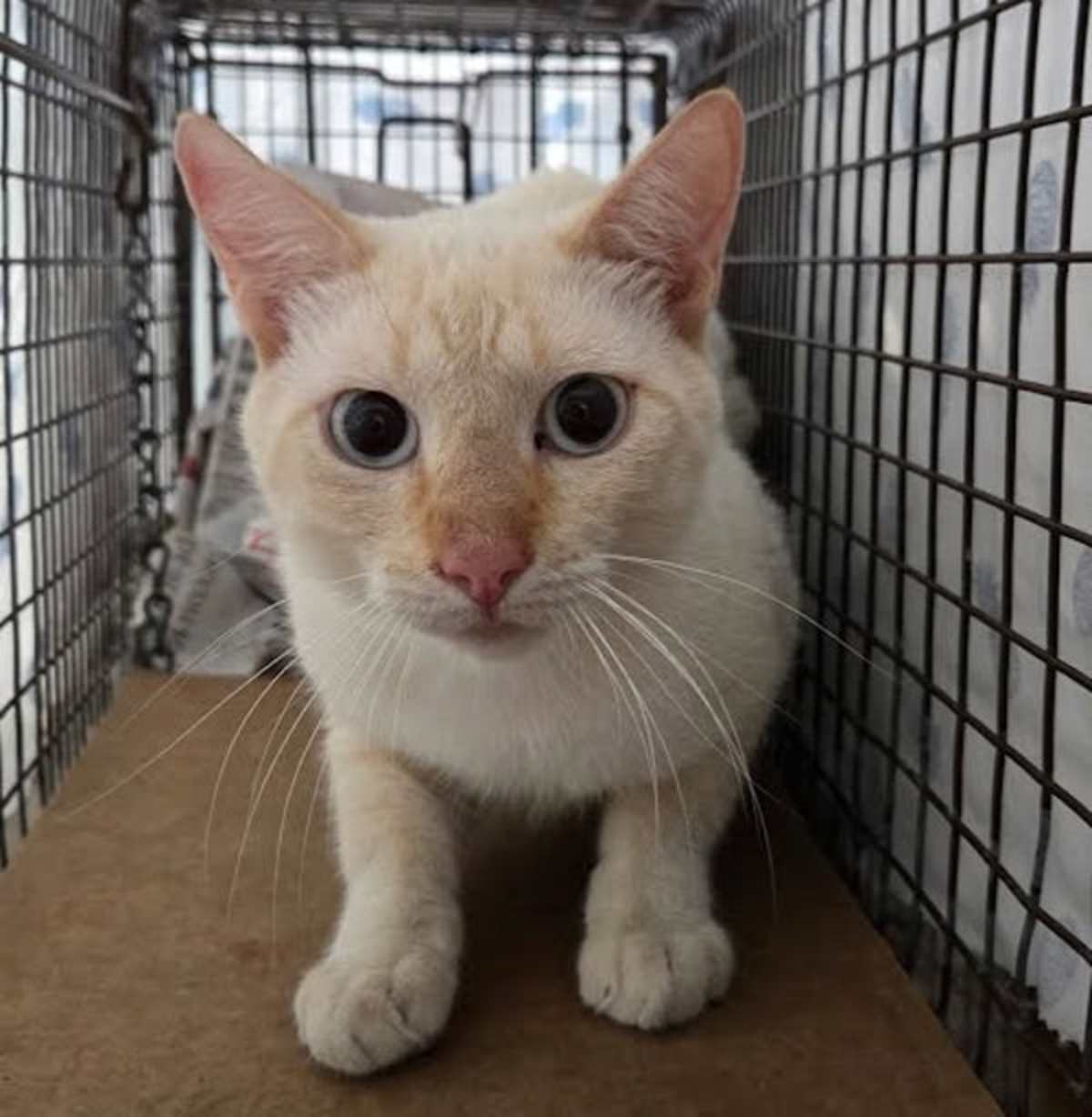 SOUR PATCH KID - Domestic Shorthair for adoption in Round Rock
