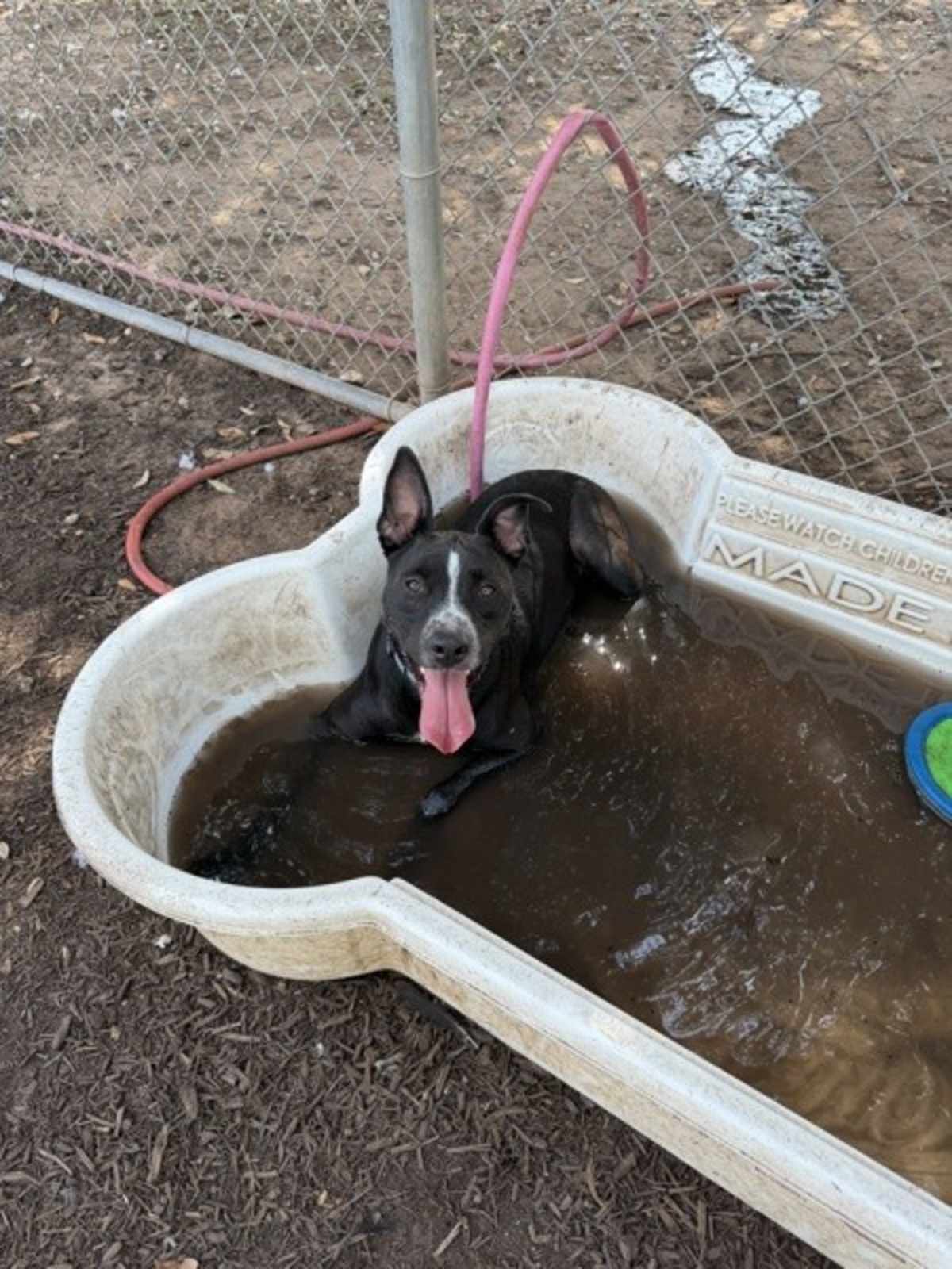ANDERSON - Australian Cattle Dog / American Pit Bull Terrier available for adoption