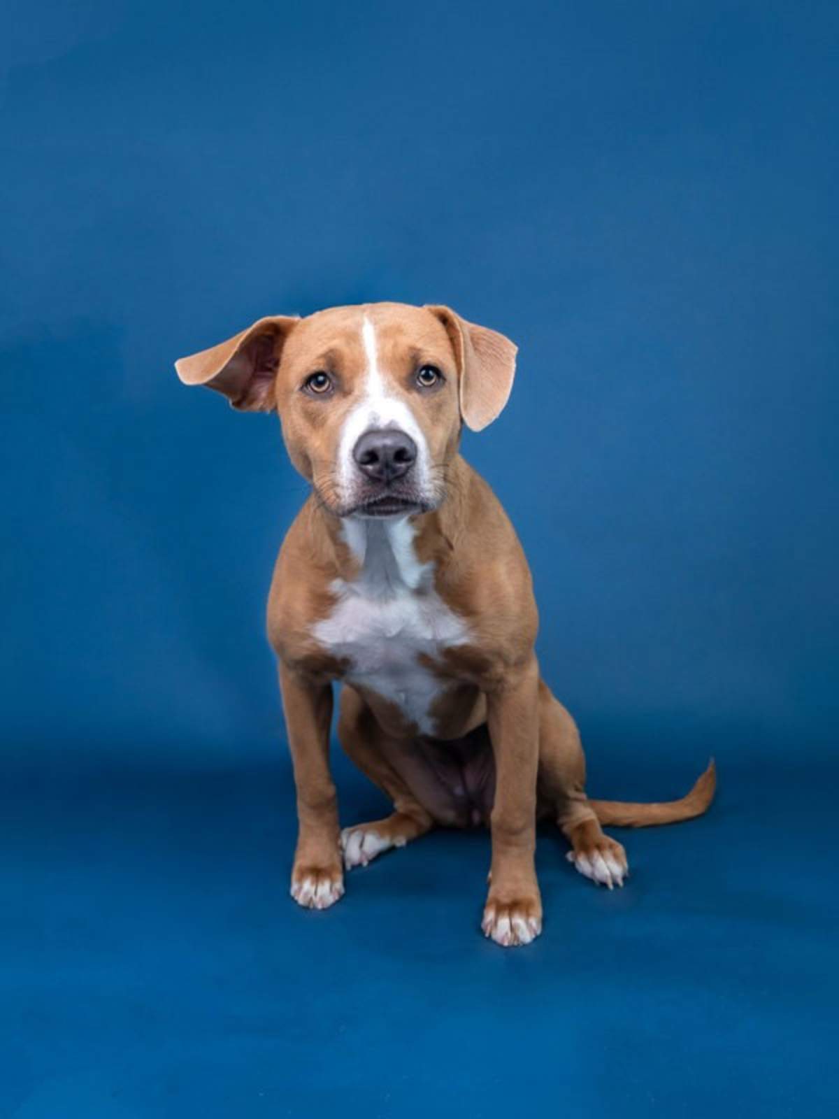 SISTER - American Pit Bull Terrier / Labrador Retriever for adoption in Round Rock
