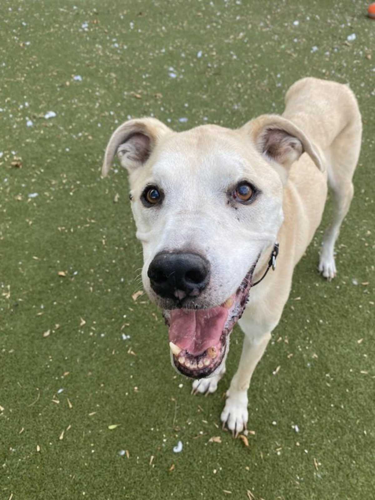 DONKEY - Labrador Retriever for adoption in Round Rock