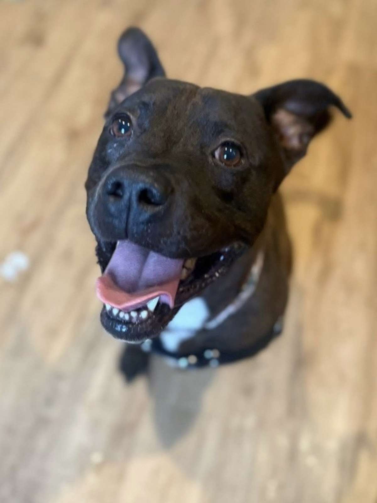 S'MORES - American Pit Bull Terrier for adoption in Round Rock