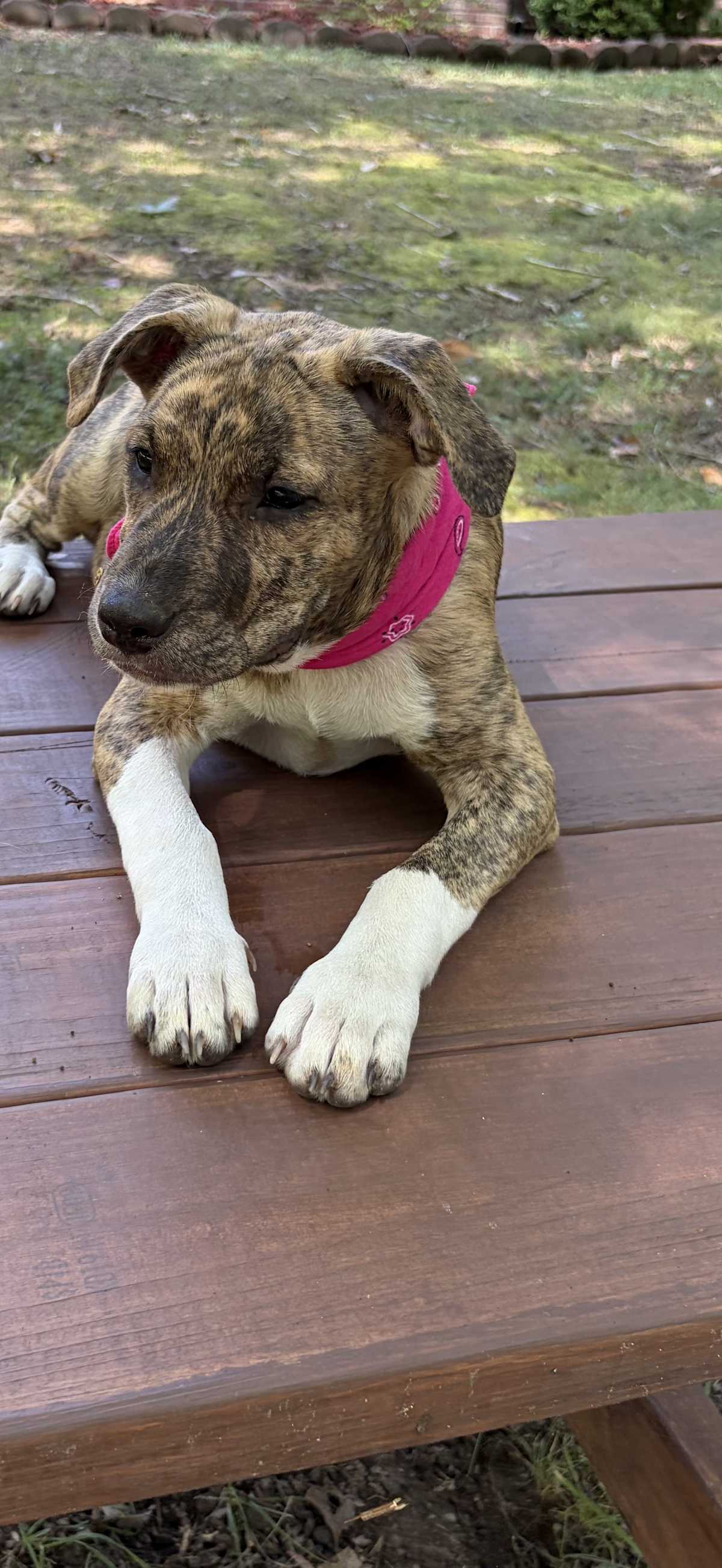 MILKSHAKE MARIA~ADOPTED!