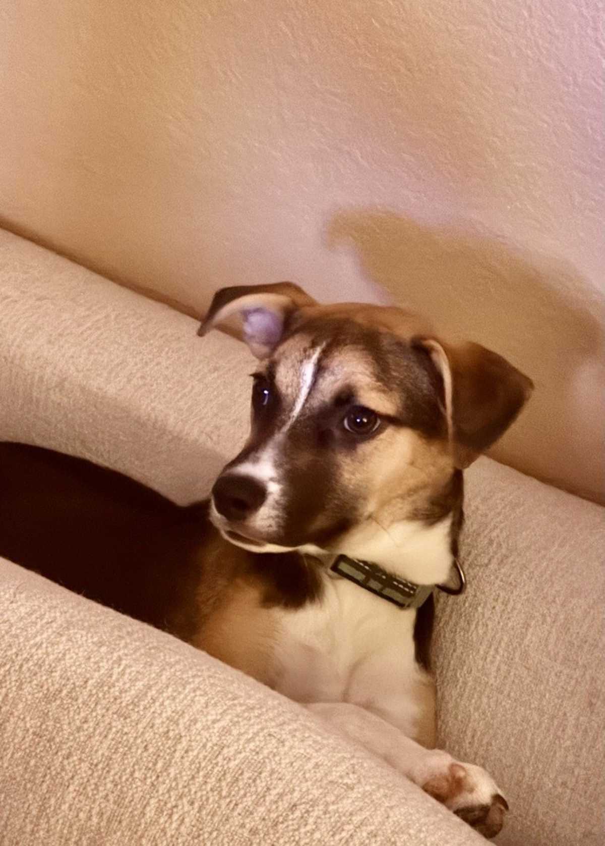 BOOBOO - Jack Russell Terrier / Shepherd (Unknown Type) available for adoption