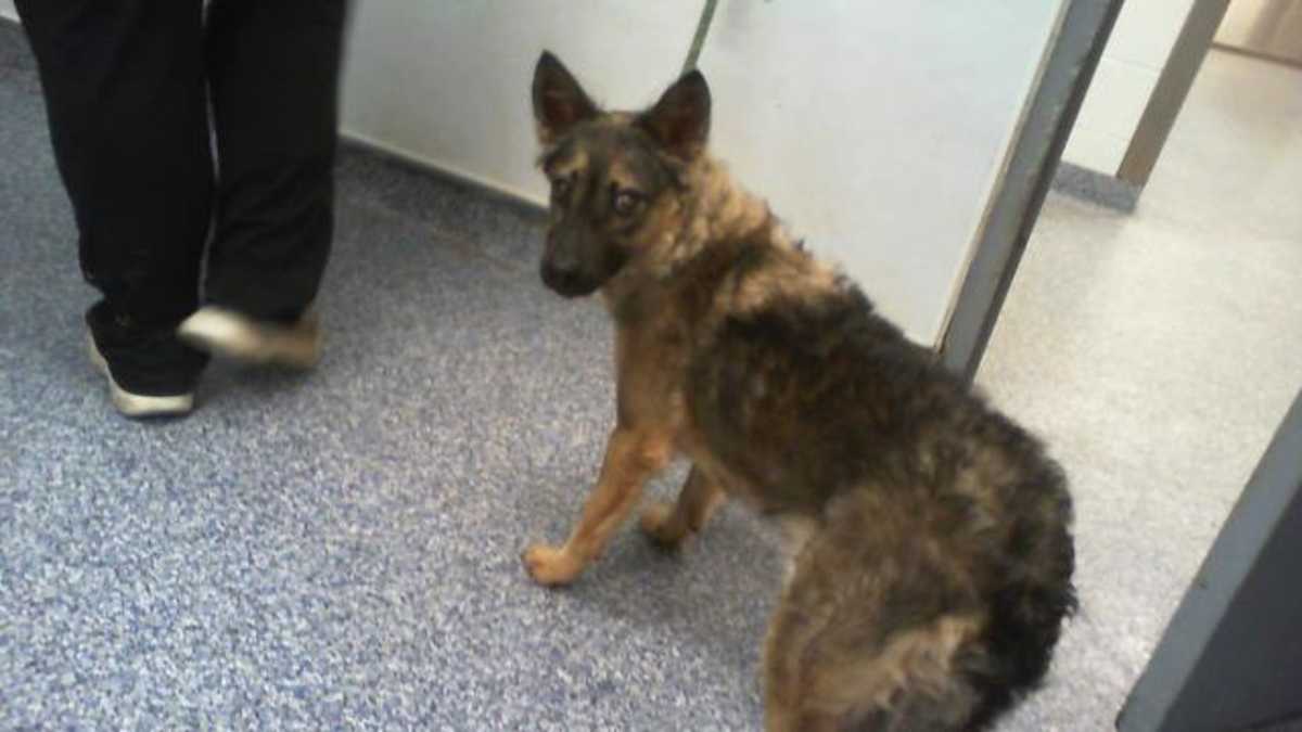 EVIE - German Shepherd Dog available for adoption