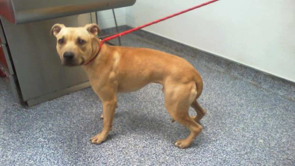 BOO - American Pit Bull Terrier available for adoption