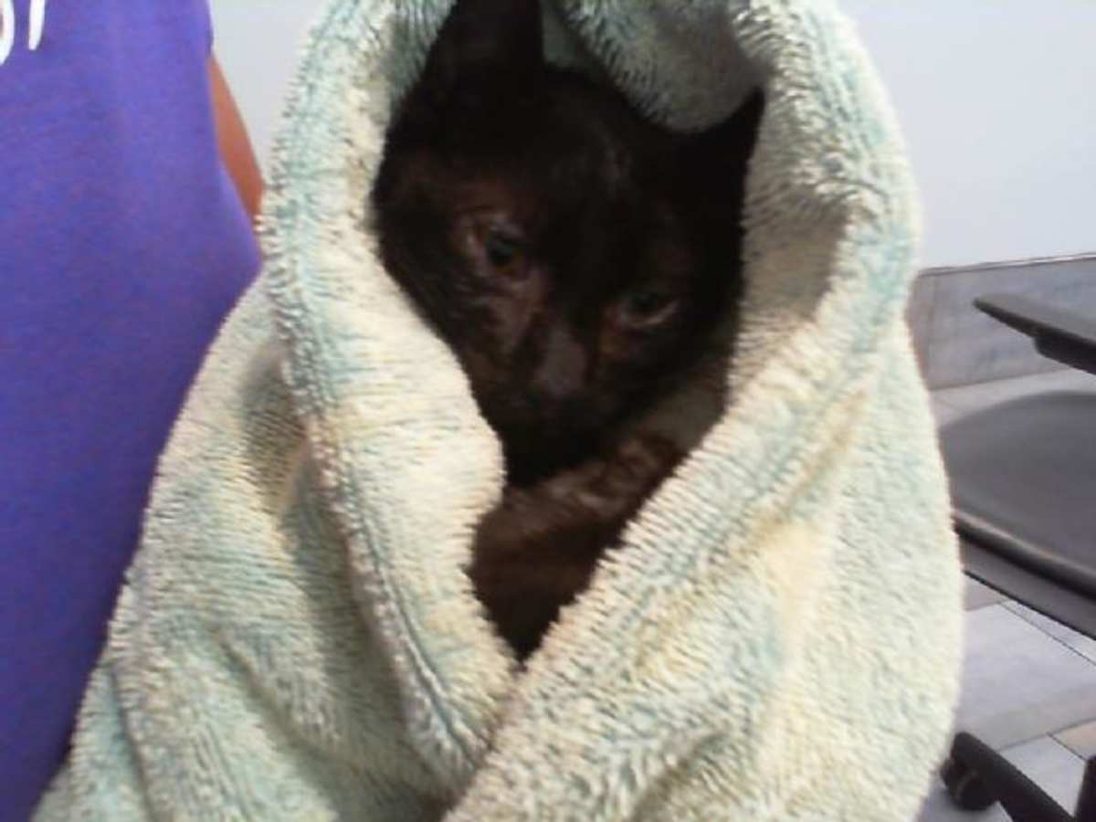 KOJI - Domestic Shorthair available for adoption