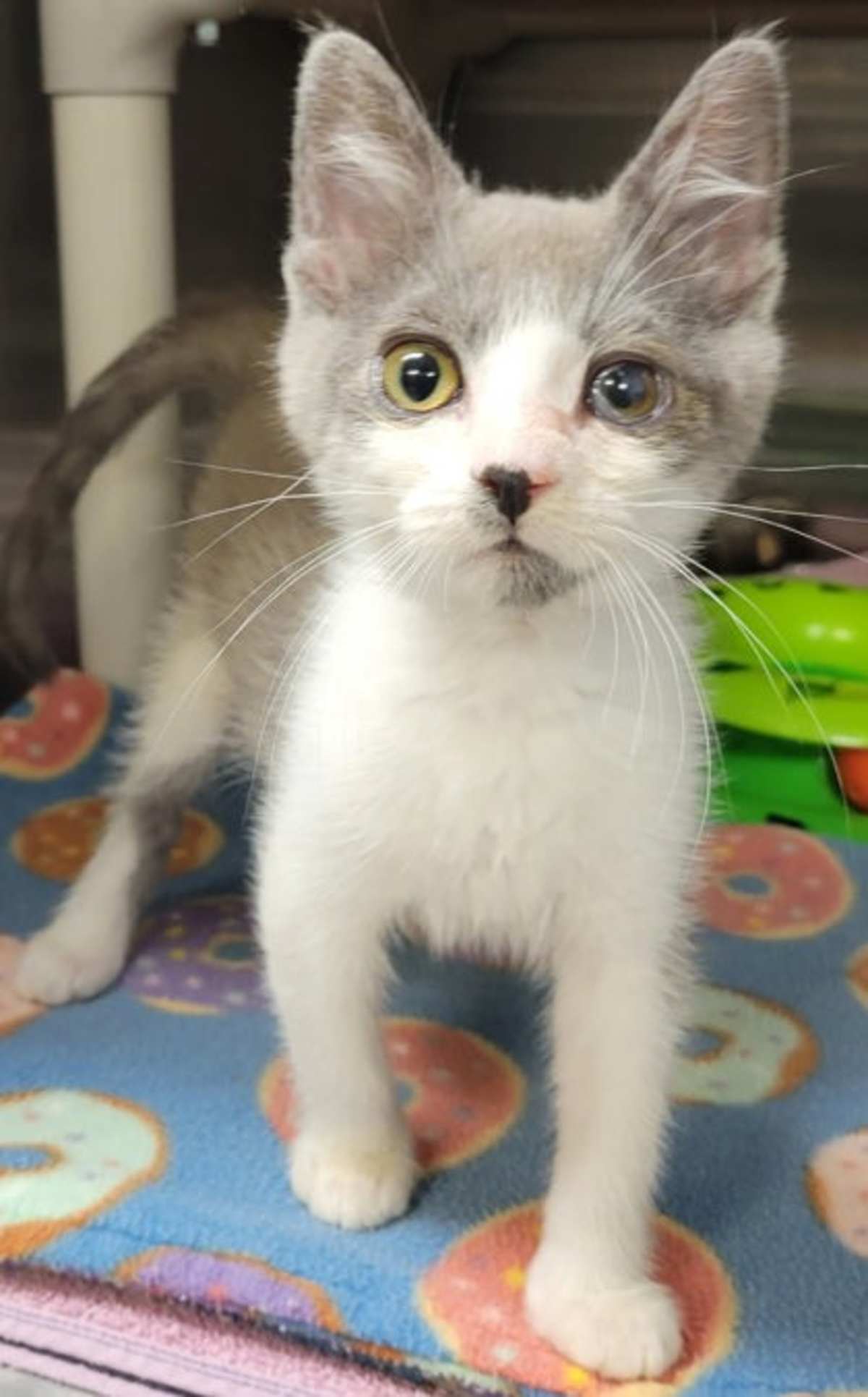 CHAO - Domestic Shorthair available for adoption