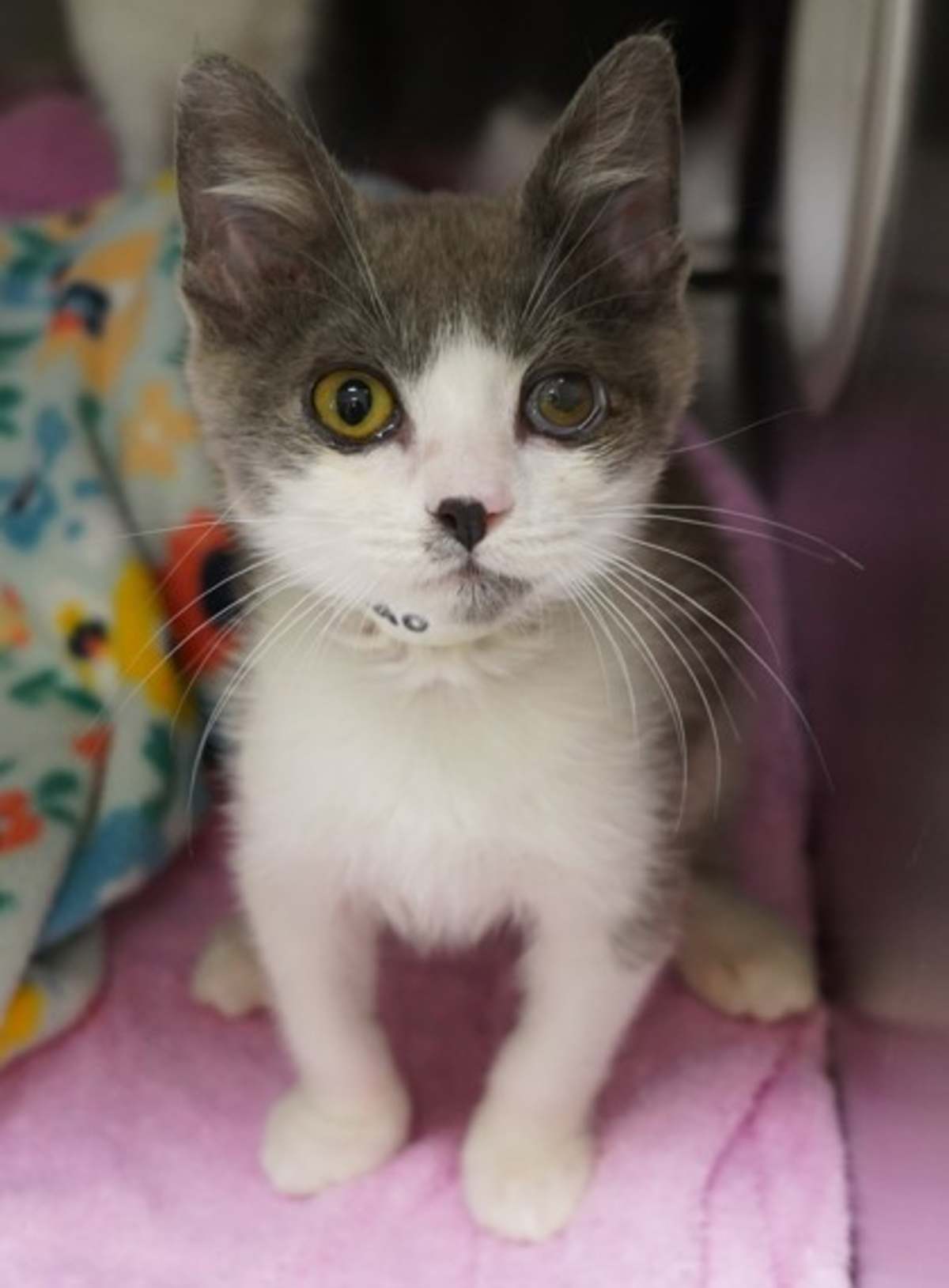 CHAO - Domestic Shorthair available for adoption