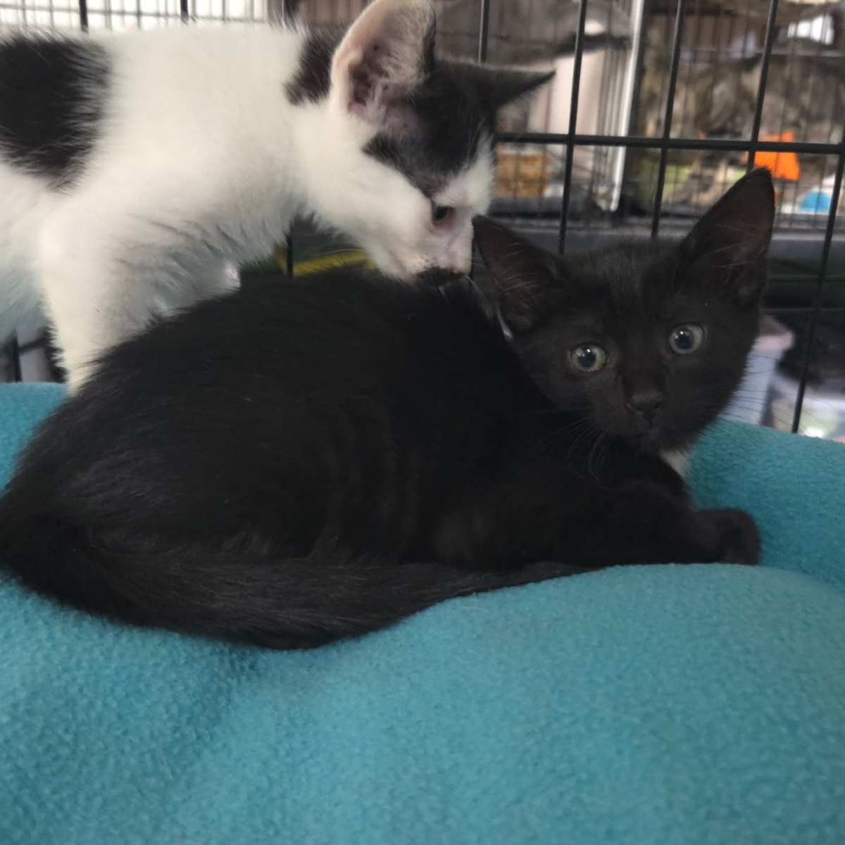 ELLA - Domestic Shorthair available for adoption