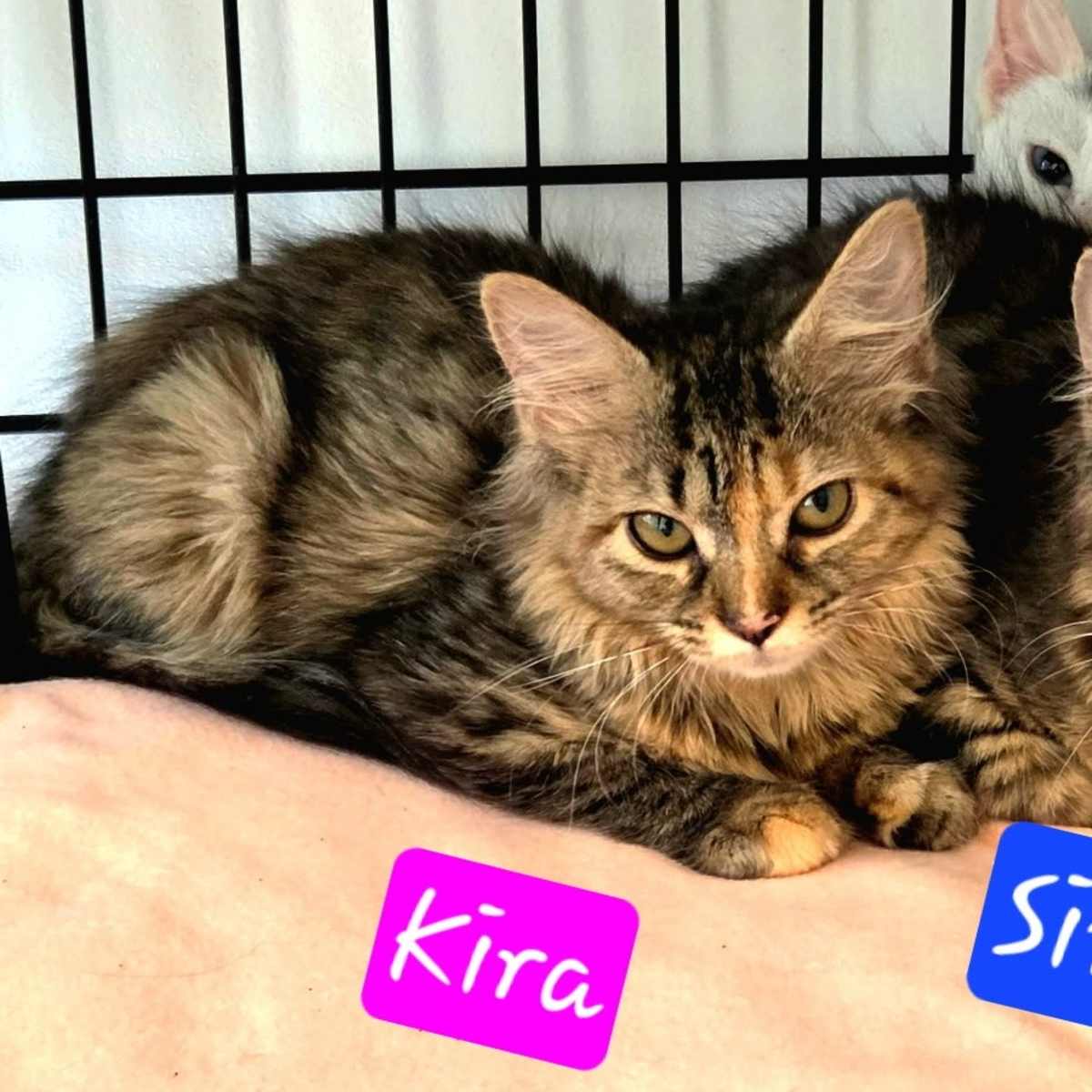 KIRA - Domestic Longhair available for adoption