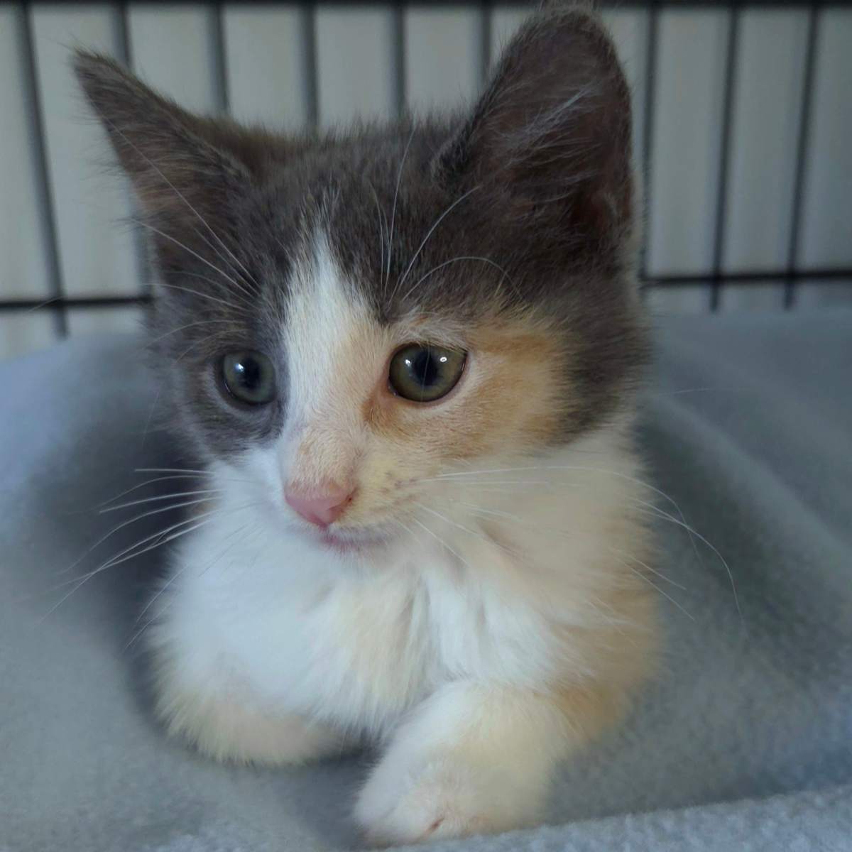 CARLY - Domestic Shorthair available for adoption