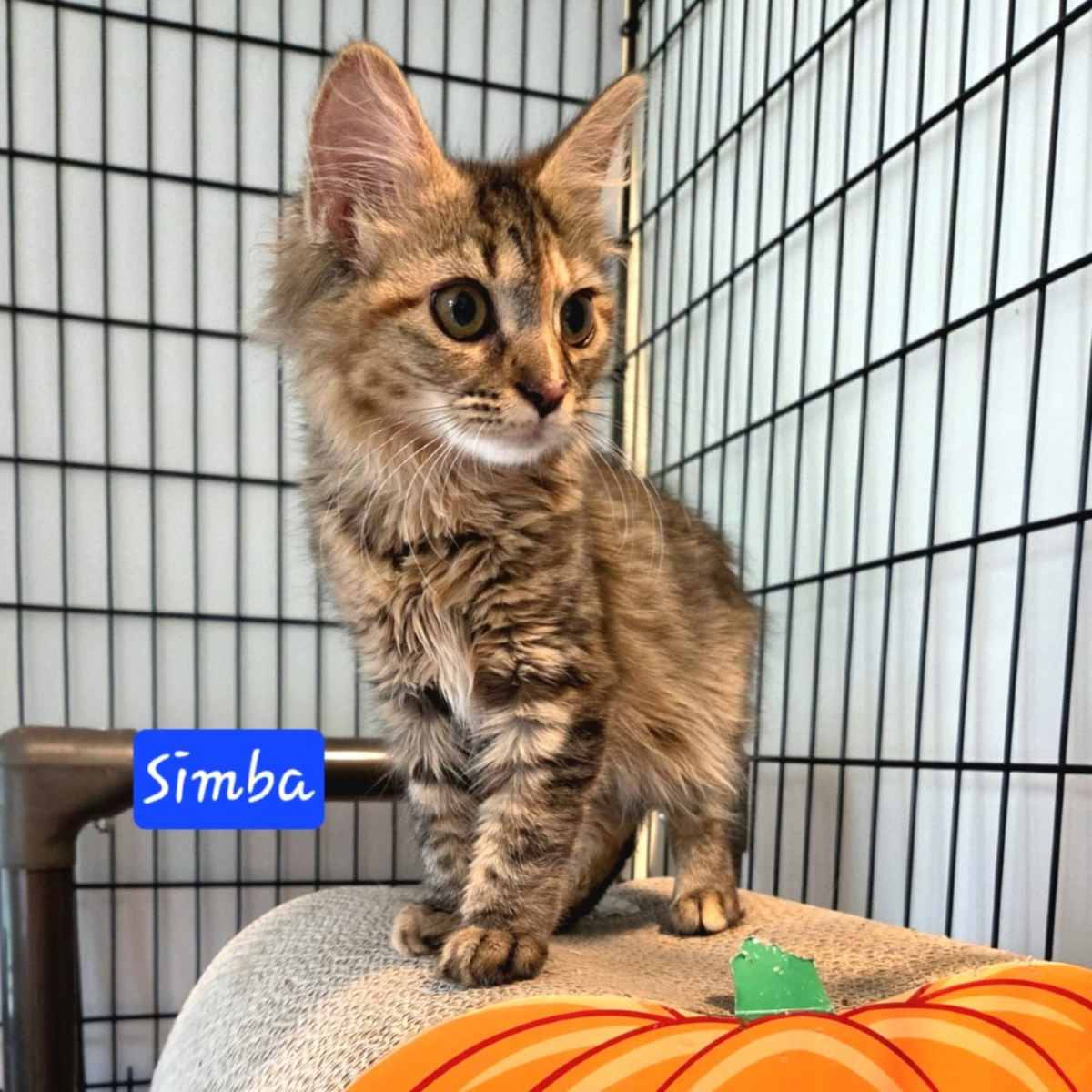 SIMBA - Domestic Longhair available for adoption