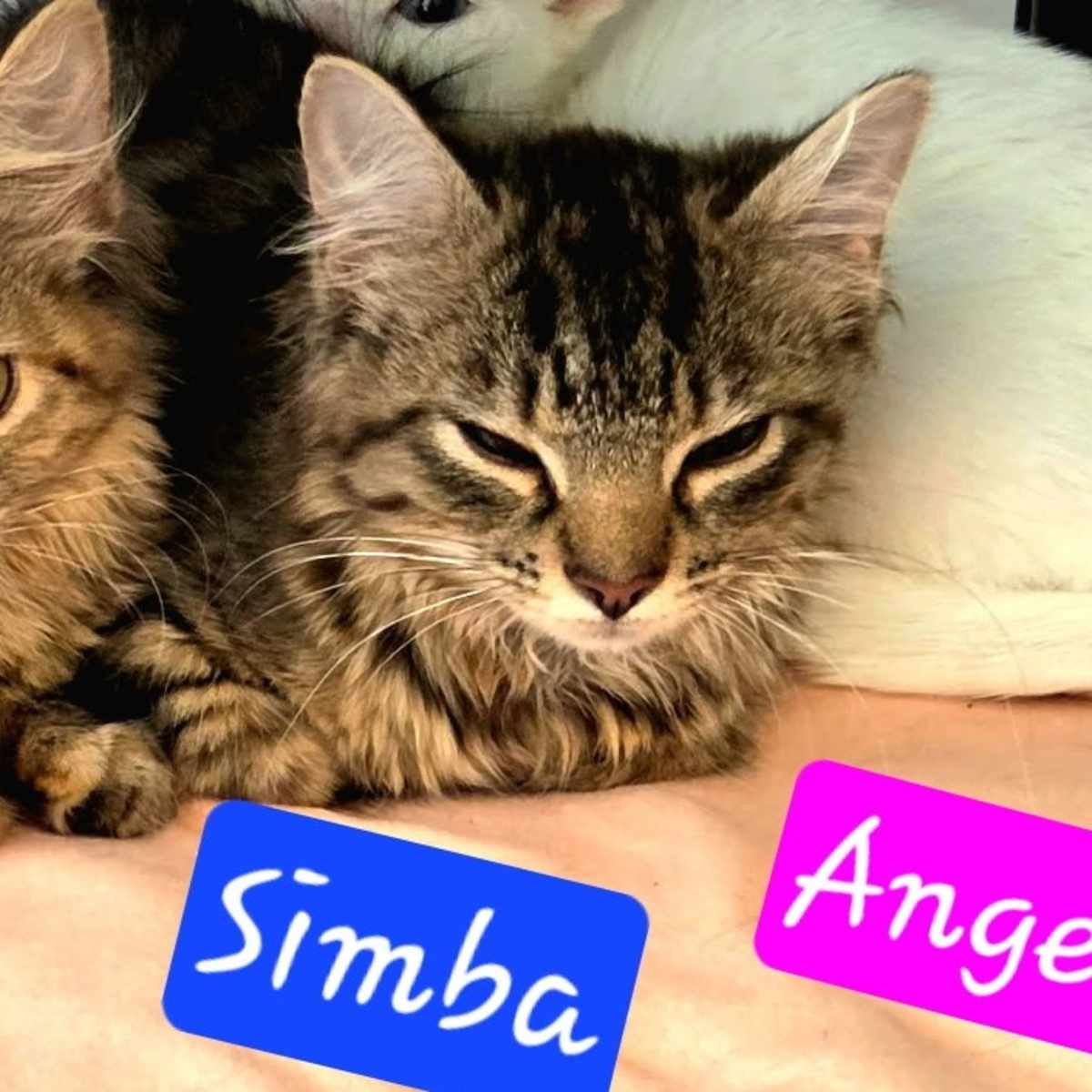 SIMBA - Domestic Longhair available for adoption