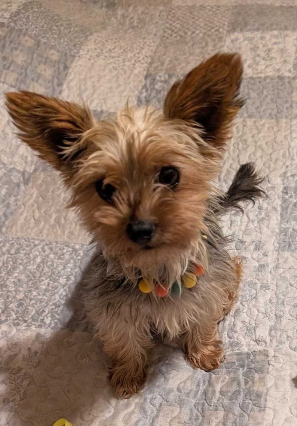 MIA~MEET ME! - Yorkie, Yorkshire Terrier available for adoption