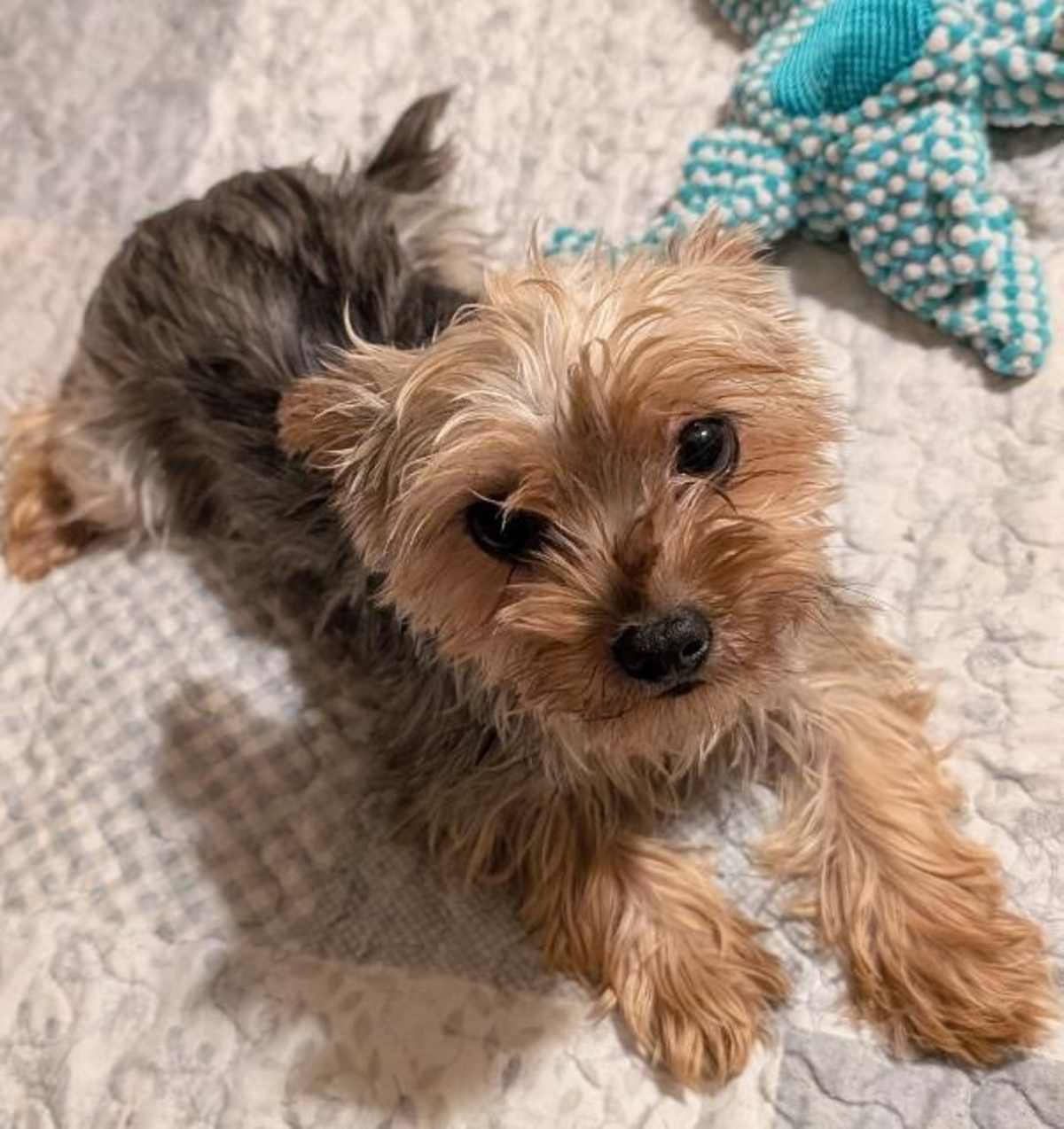 MIA~MEET ME! - Yorkie, Yorkshire Terrier available for adoption
