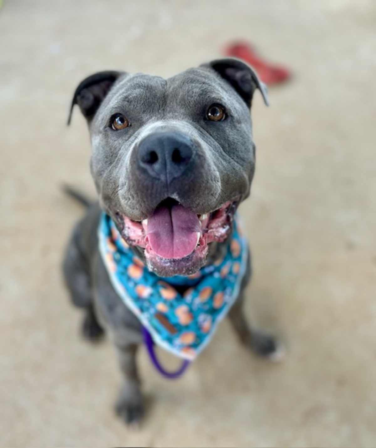 BETSY - American Pit Bull Terrier available for adoption