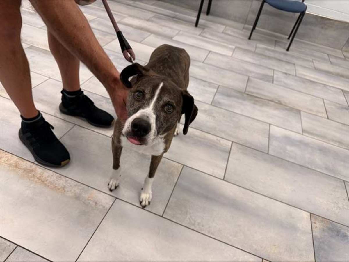 BAILEY - Boxer available for adoption