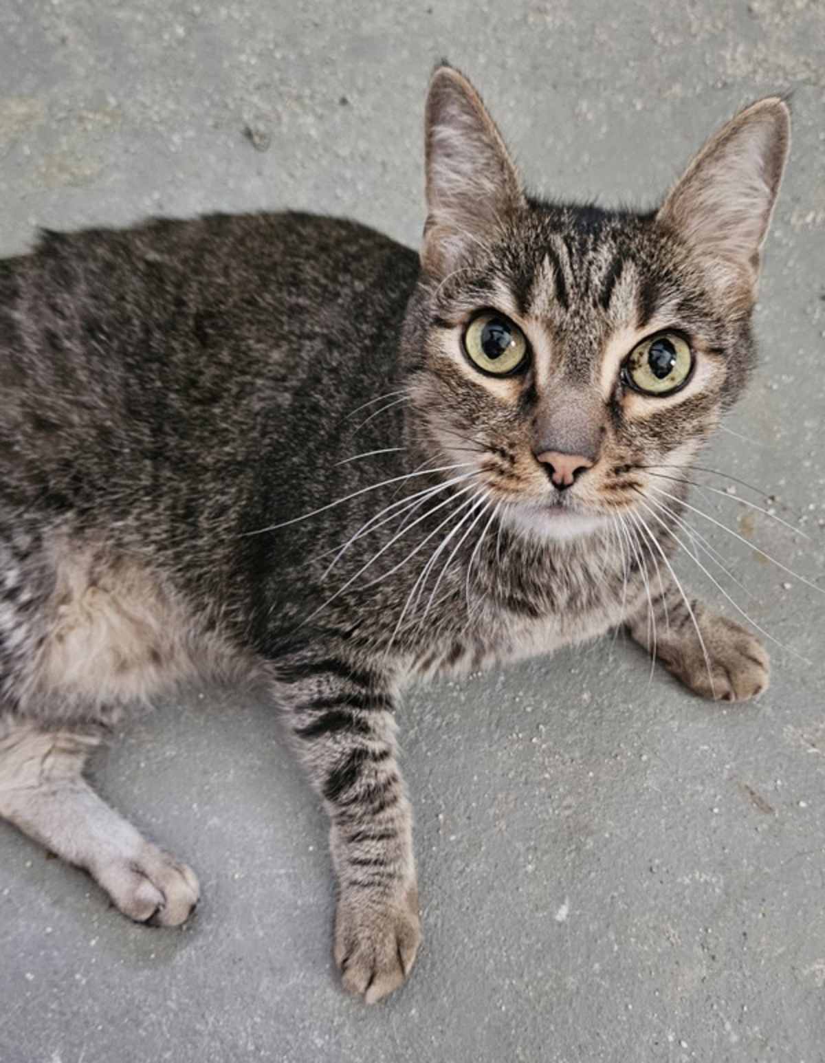 ANGUS - Domestic Shorthair available for adoption