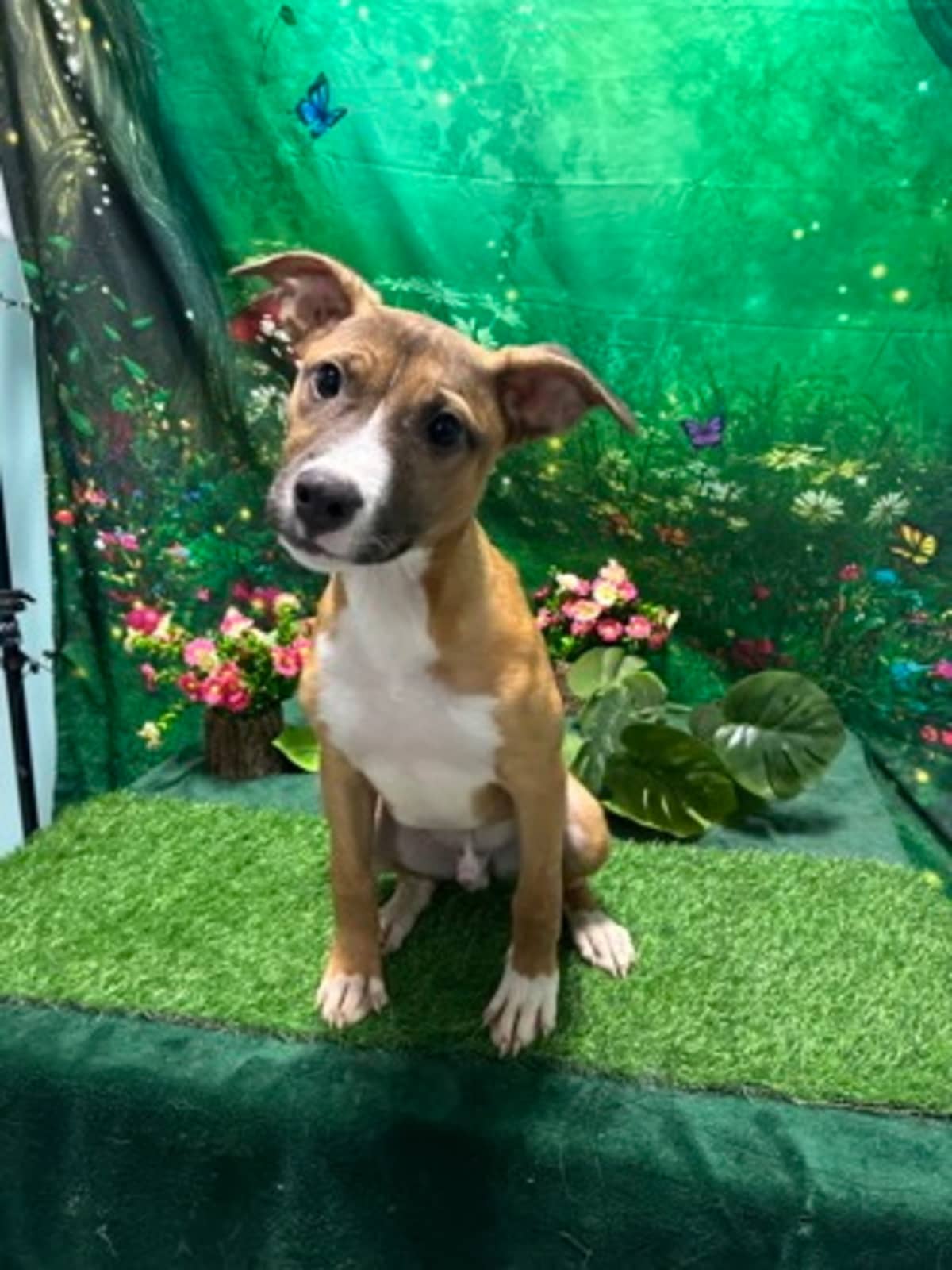 TRISCUIT - Mixed Breed (Medium) for adoption in Greensboro